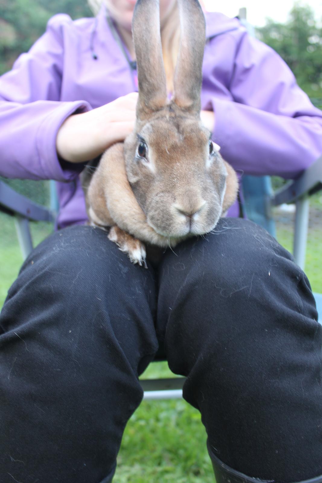 Kanin Dugu Æ Å billede 4