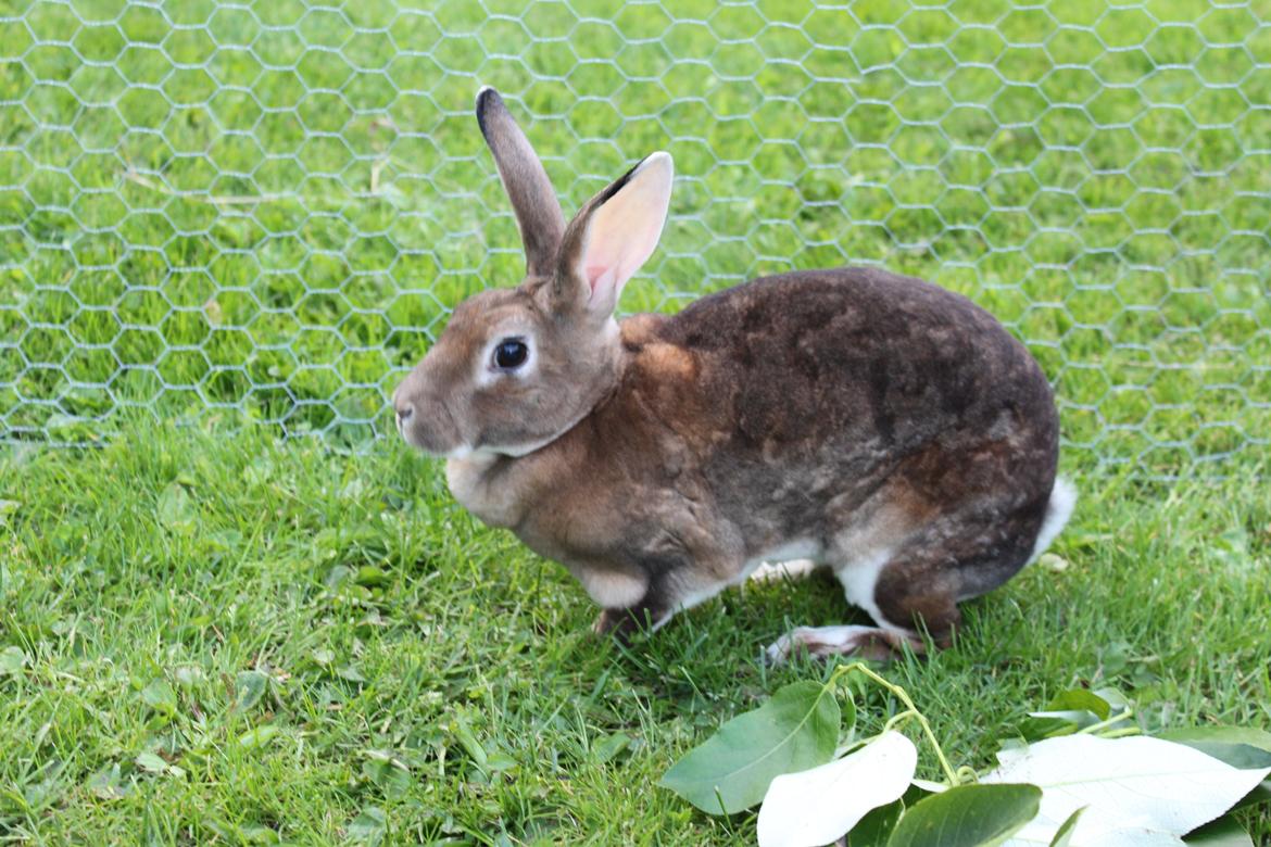 Kanin Dugu Æ Å billede 5