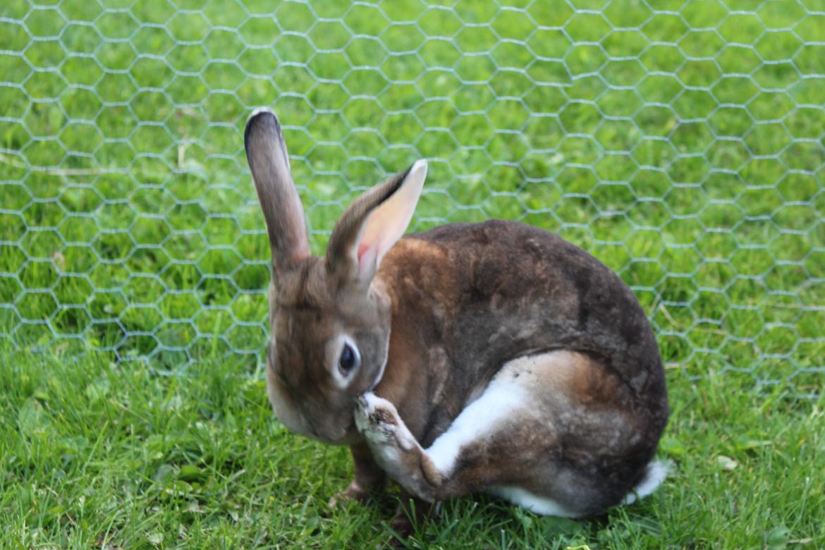 Kanin Dugu Æ Å billede 6