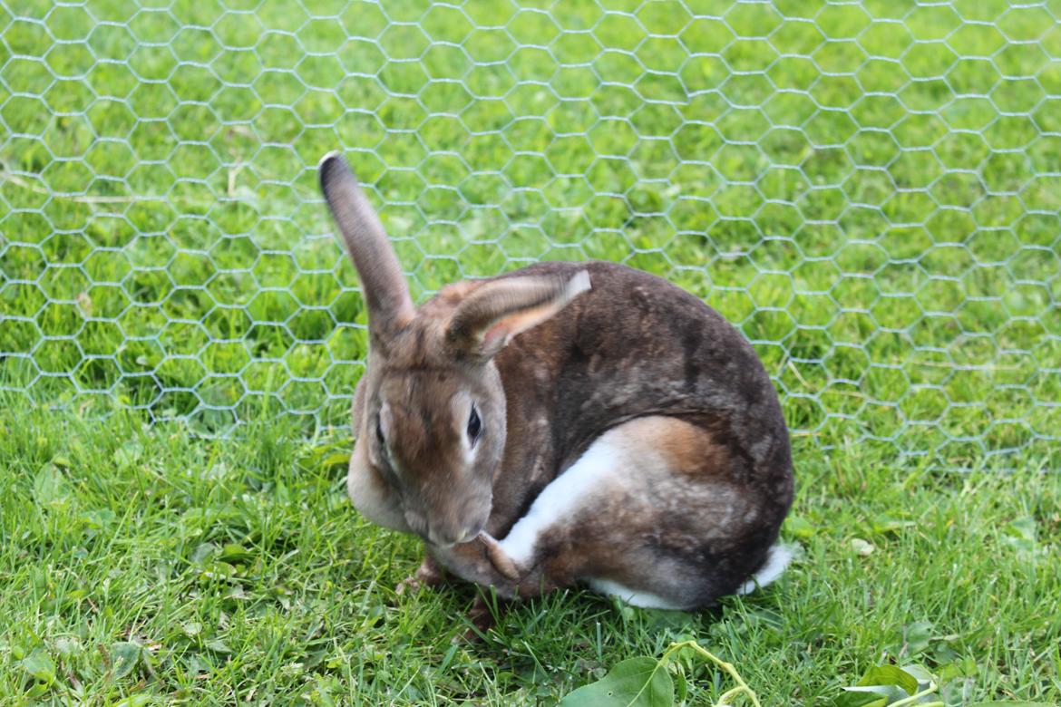 Kanin Dugu Æ Å billede 7