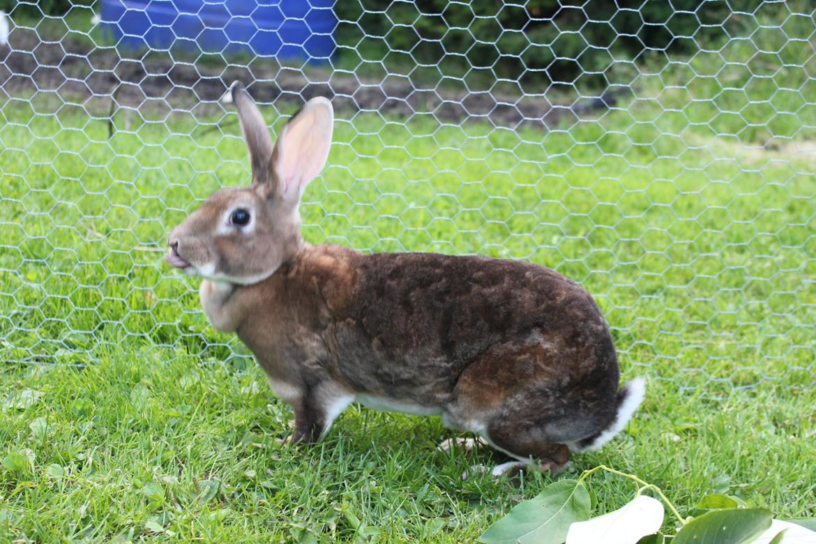 Kanin Dugu Æ Å billede 8