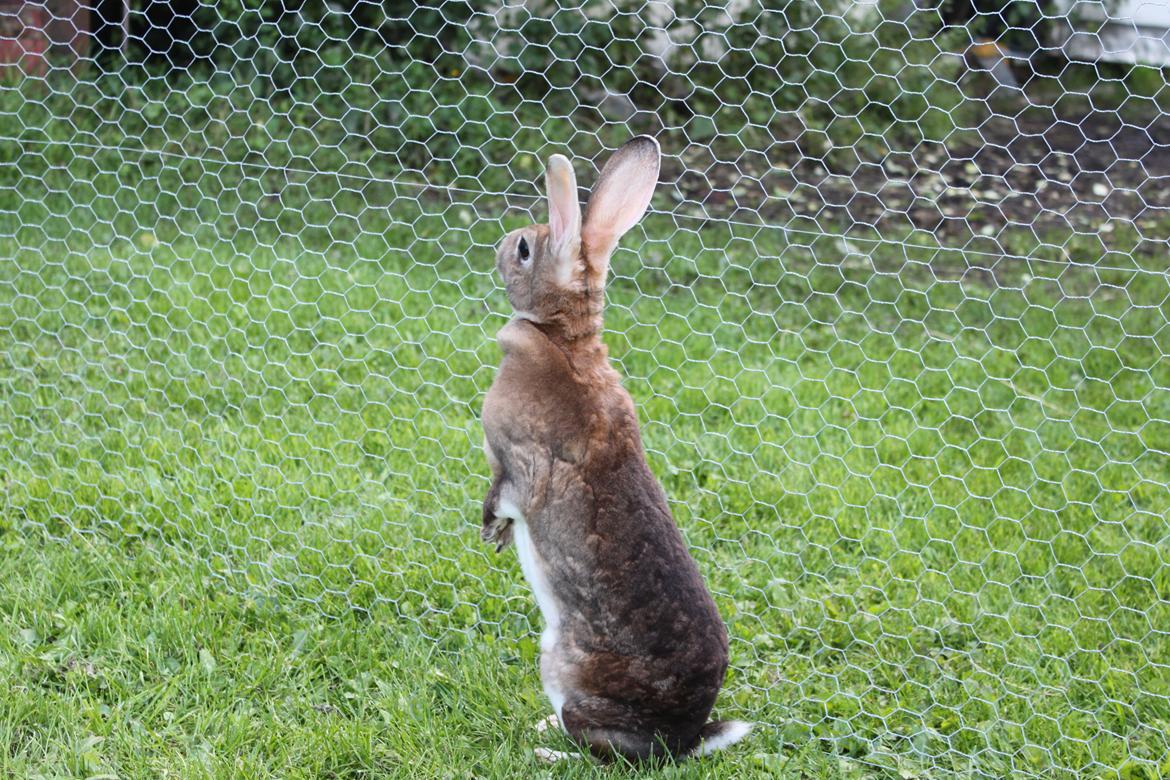 Kanin Dugu Æ Å billede 9