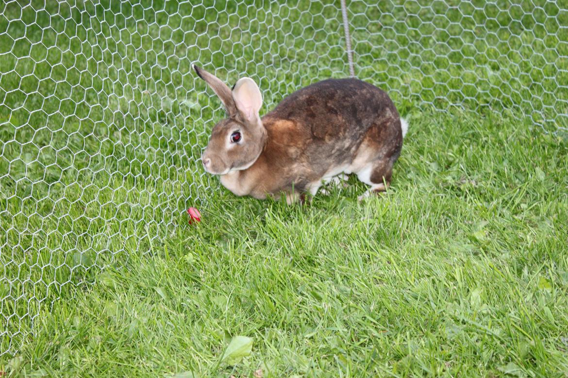 Kanin Dugu Æ Å billede 10
