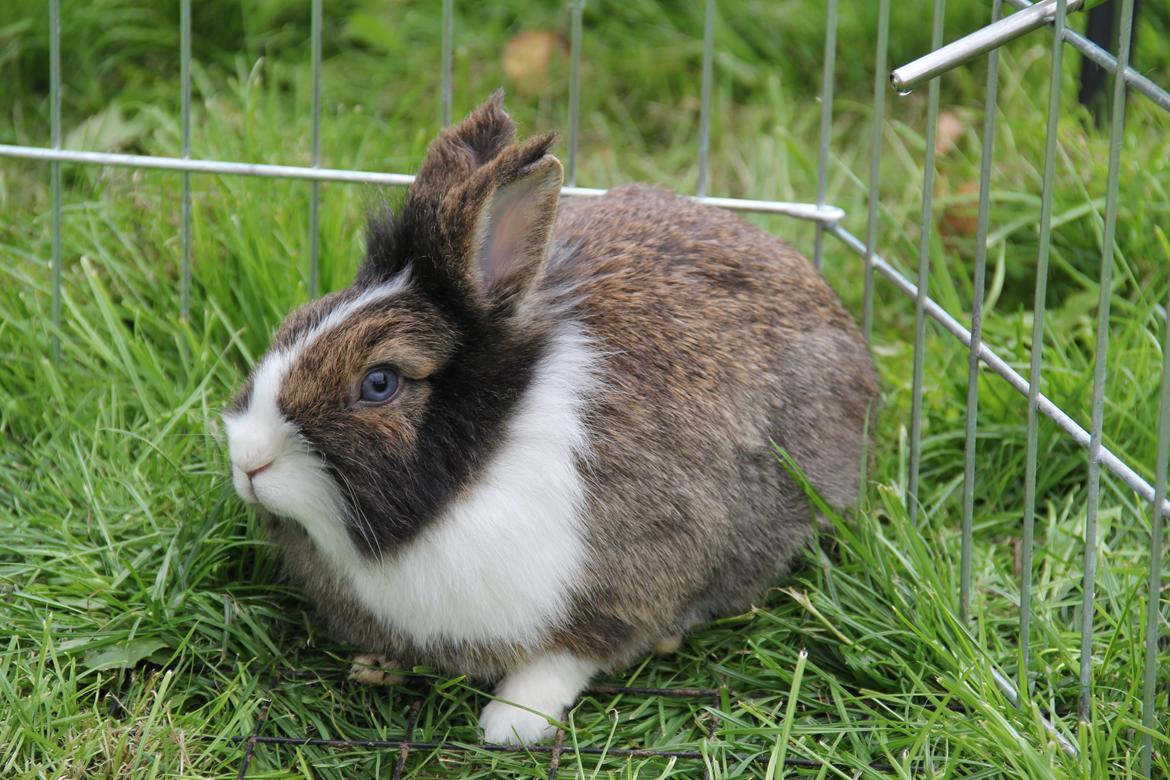 Kanin Weccy billede 1