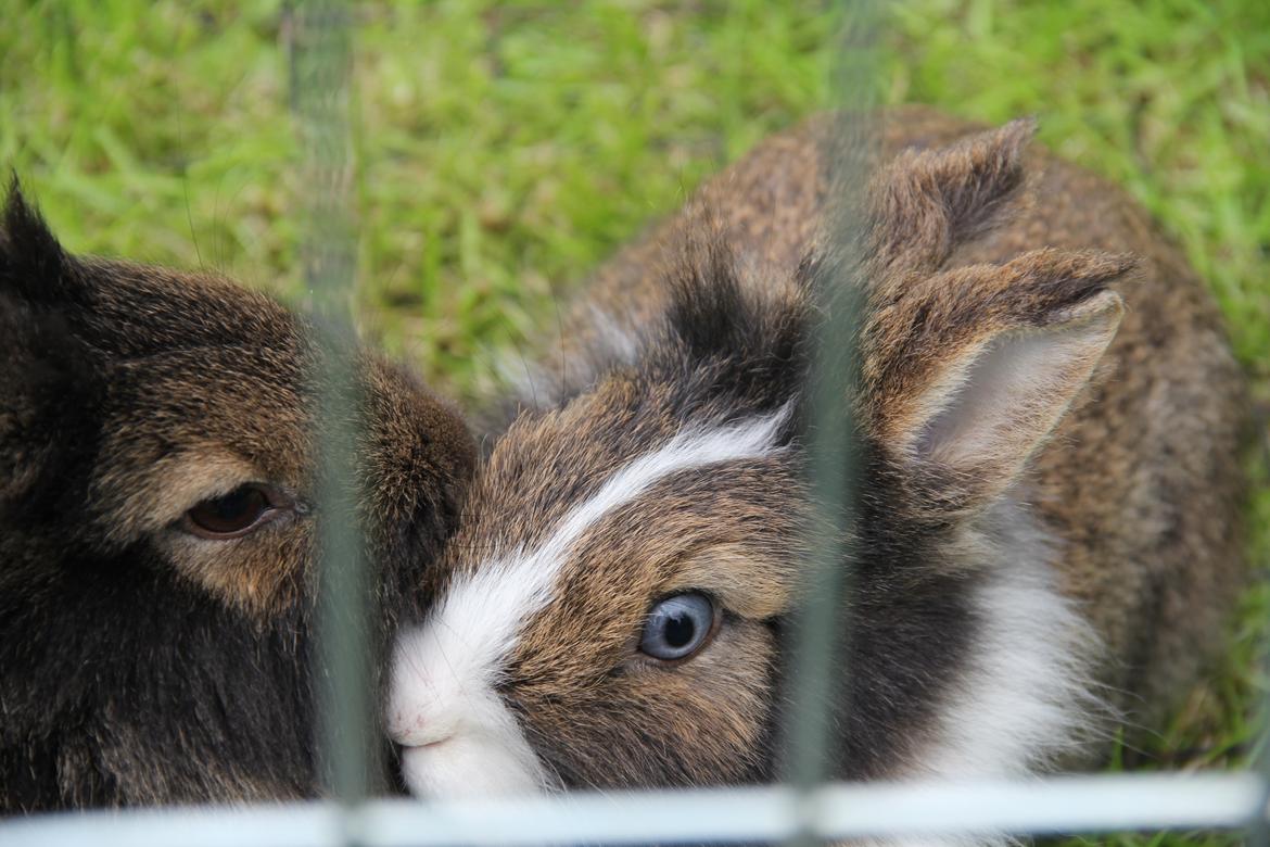 Kanin Weccy billede 2