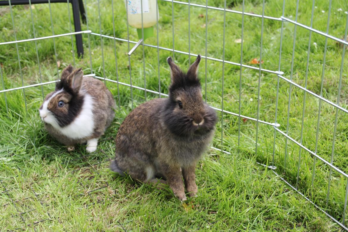 Kanin Weccy billede 3