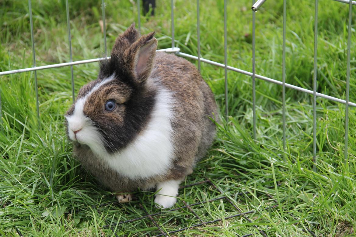Kanin Weccy billede 4