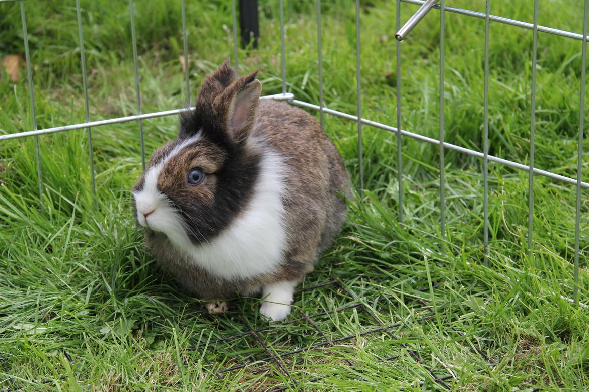 Kanin Weccy billede 5