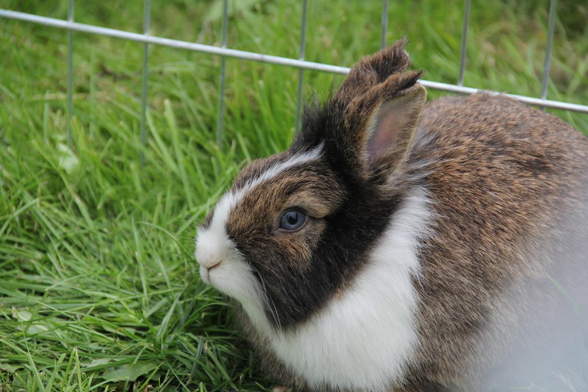 Kanin Weccy billede 6