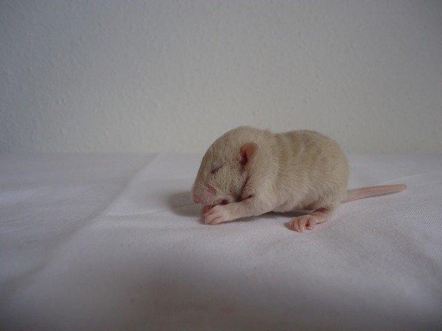 Tamrotte Montana RIP billede 6