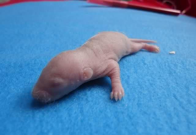 Tamrotte Montana RIP billede 2