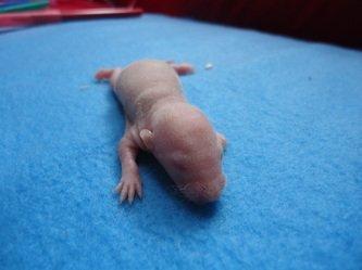 Tamrotte Montana RIP billede 3