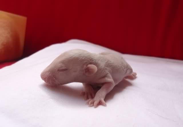 Tamrotte Montana RIP billede 4