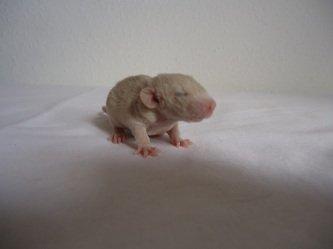 Tamrotte Montana RIP billede 5