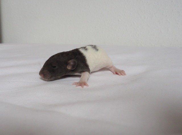 Tamrotte Virginia RIP billede 7