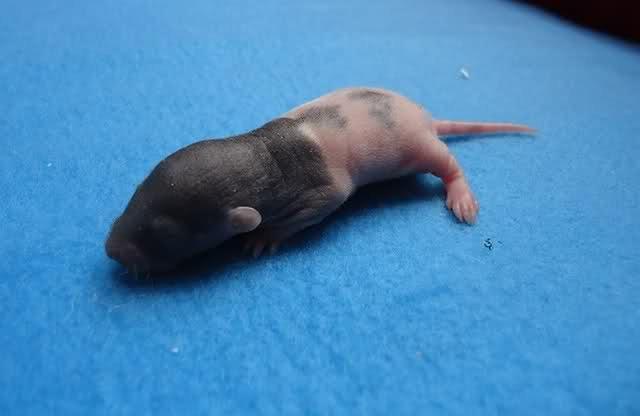 Tamrotte Virginia RIP billede 3