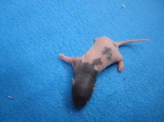 Tamrotte Virginia RIP billede 4