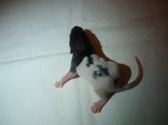 Tamrotte Virginia RIP billede 5