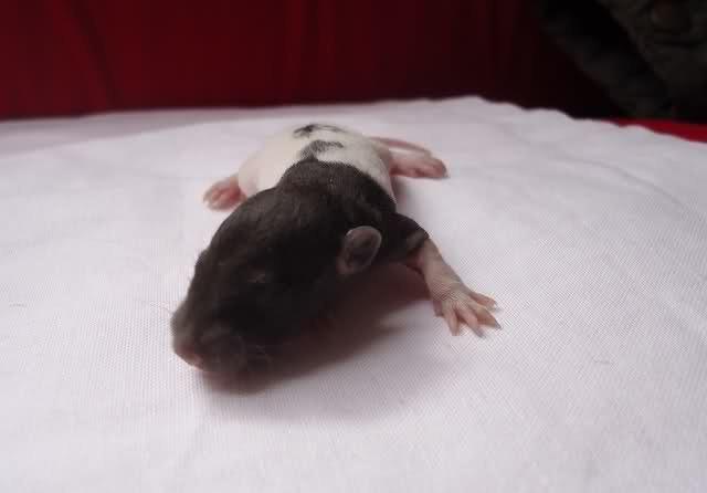 Tamrotte Virginia RIP billede 6