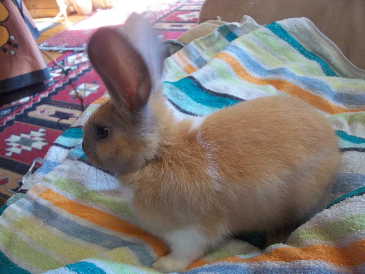 Kanin Ripper<3 billede 1