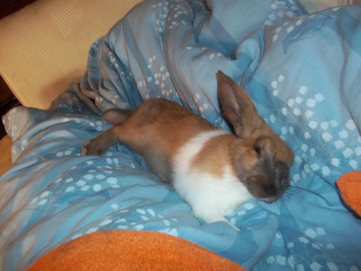 Kanin Ripper<3 billede 2