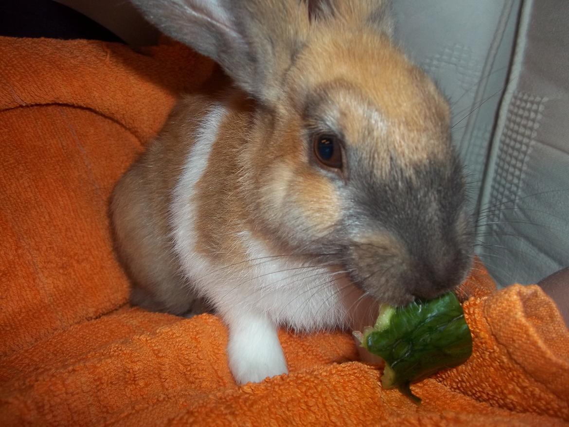 Kanin Ripper<3 billede 3