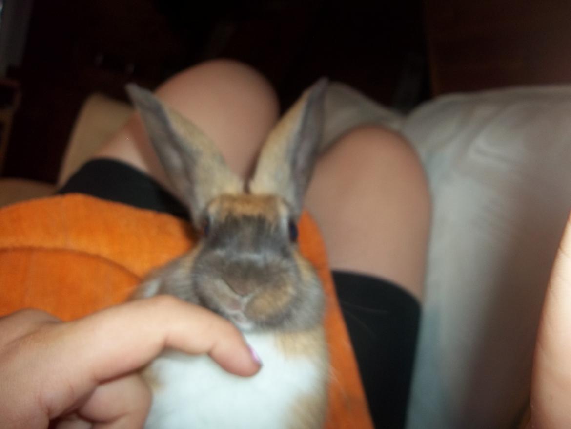 Kanin Ripper<3 billede 4