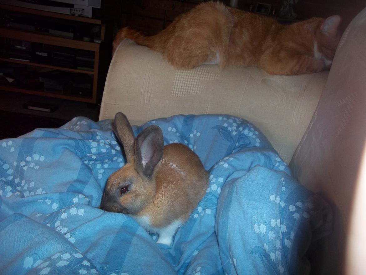 Kanin Ripper<3 billede 5