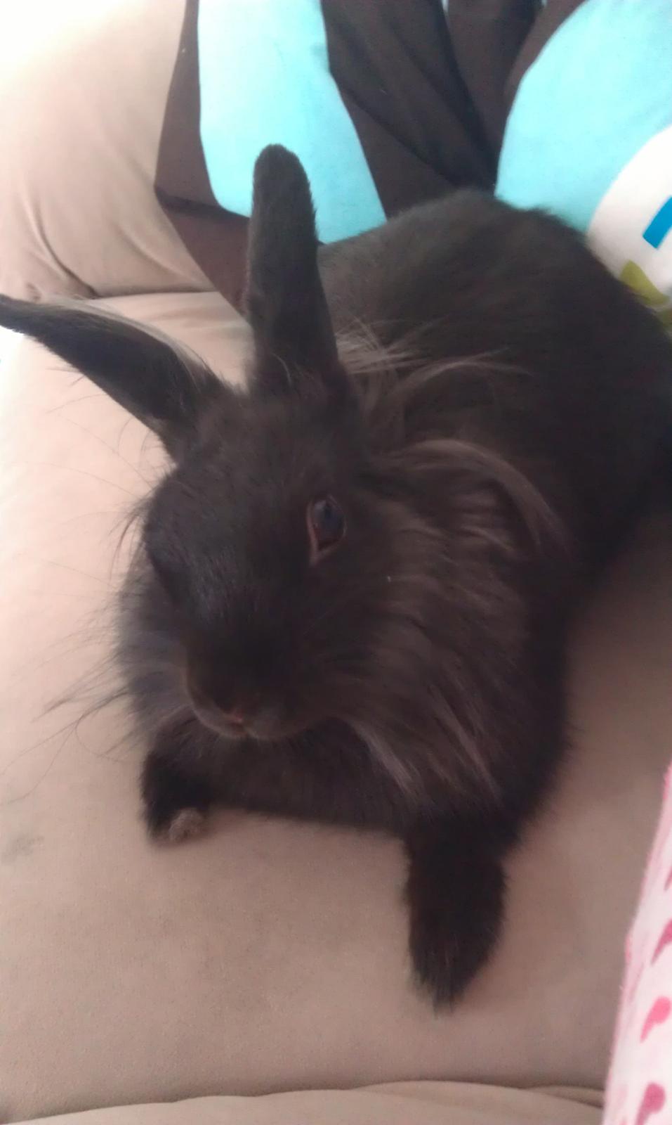 Kanin Snutti billede 2