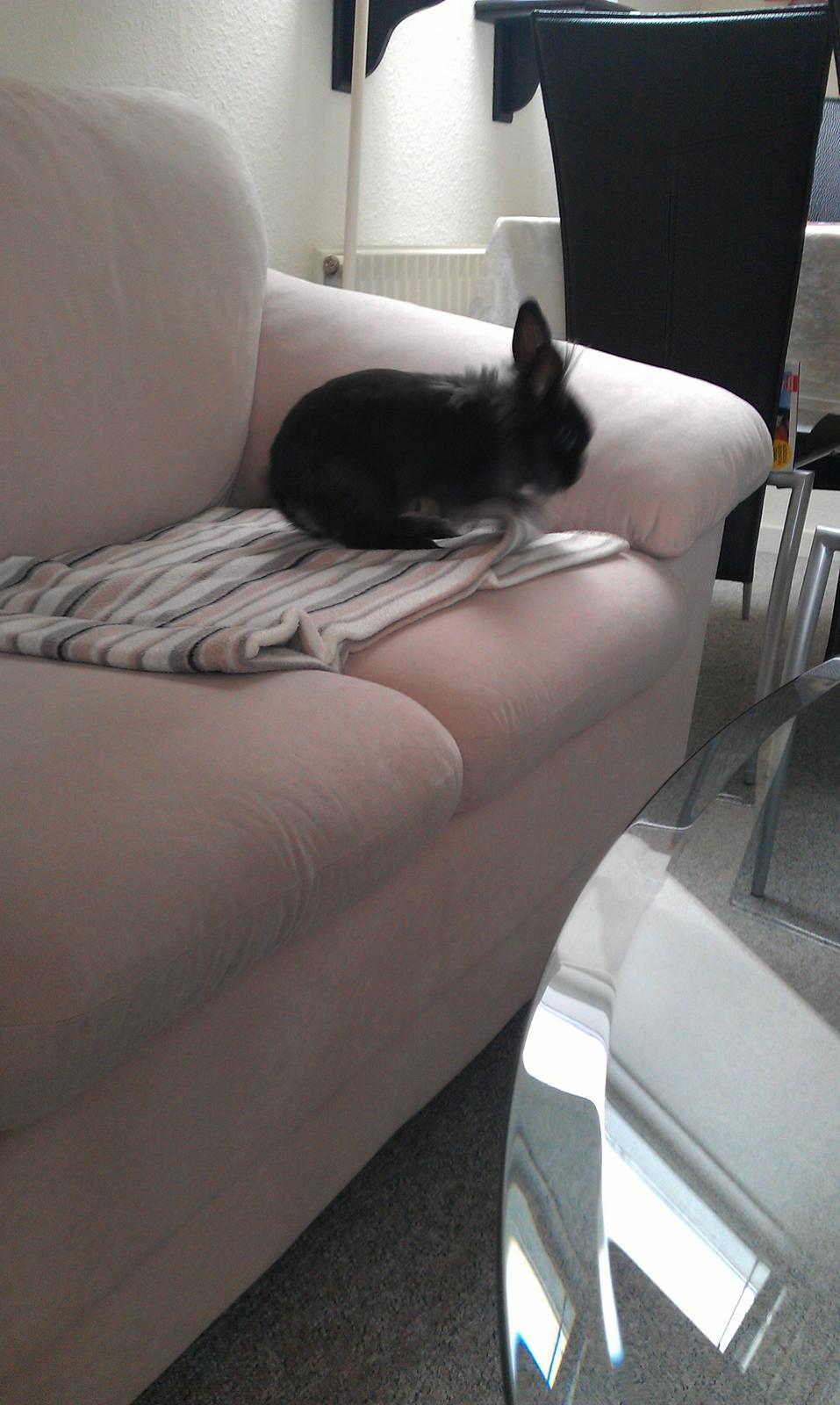 Kanin Snutti billede 4