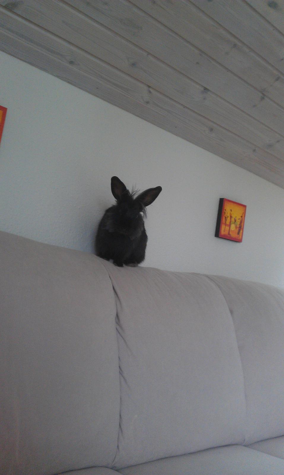 Kanin Snutti billede 8