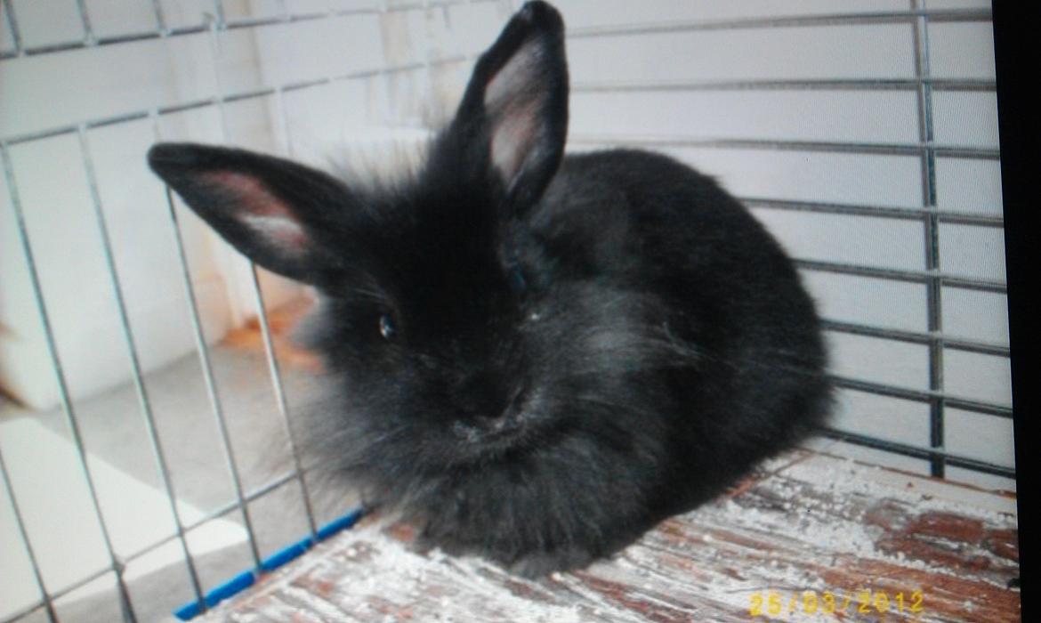 Kanin Snutti billede 10