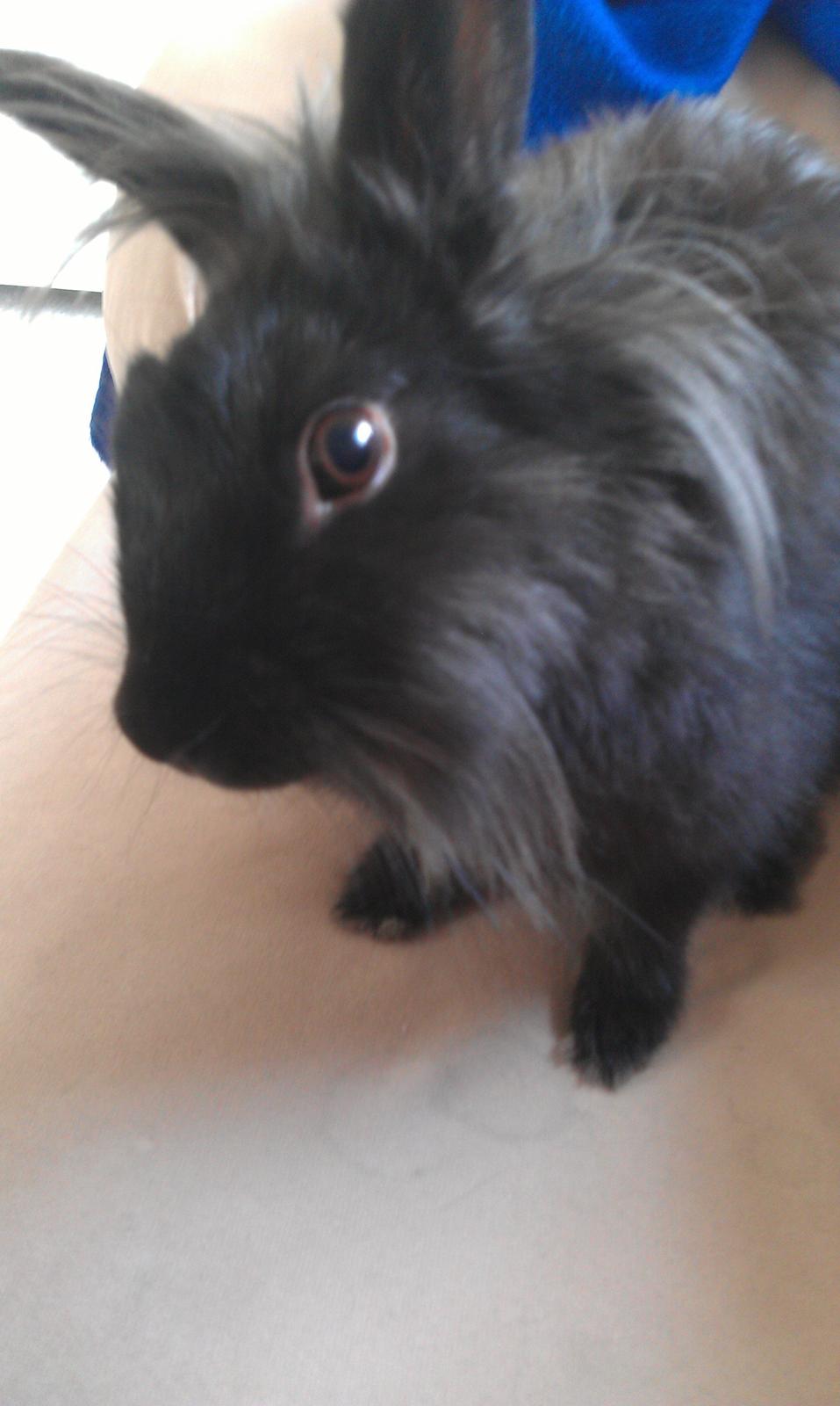 Kanin Snutti billede 11