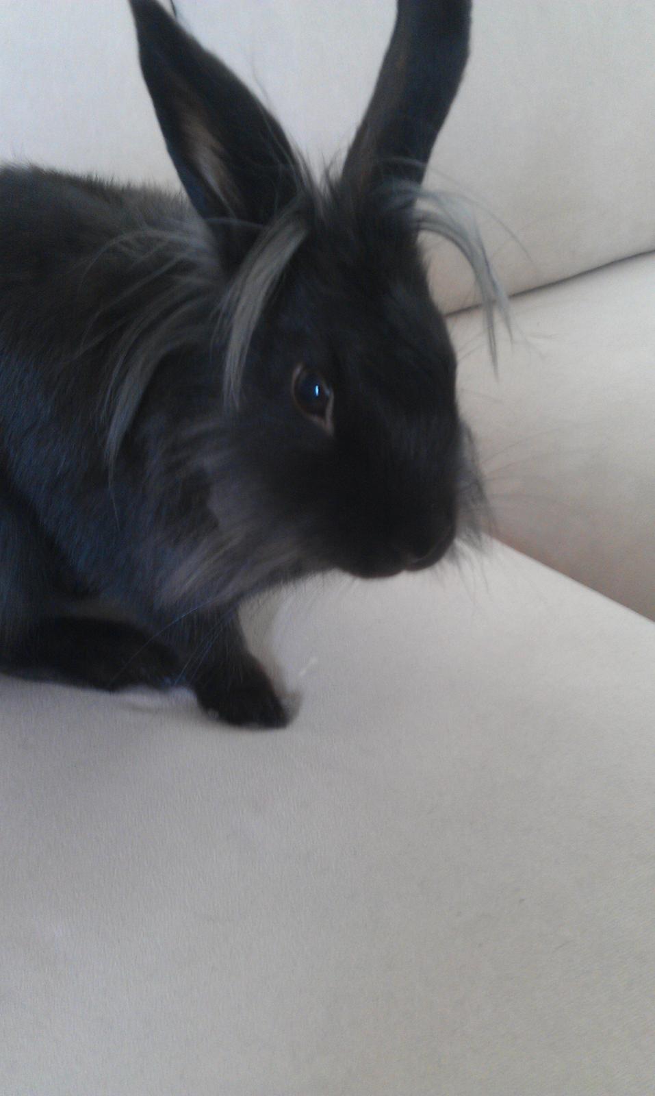 Kanin Snutti billede 14