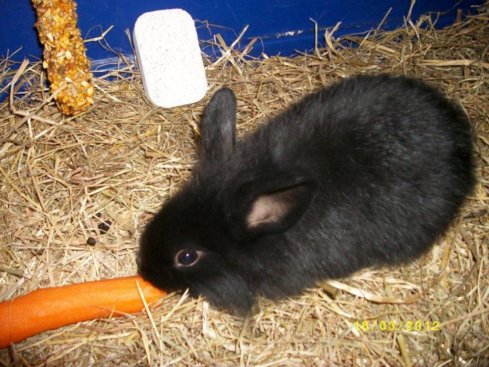 Kanin Snutti billede 16