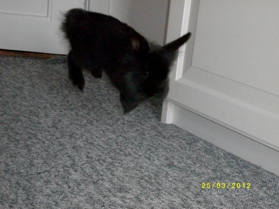 Kanin Snutti billede 18