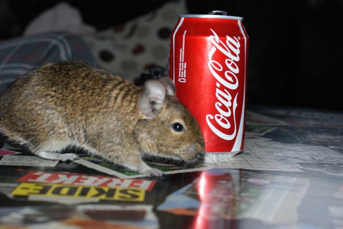 Degu frank billede 1