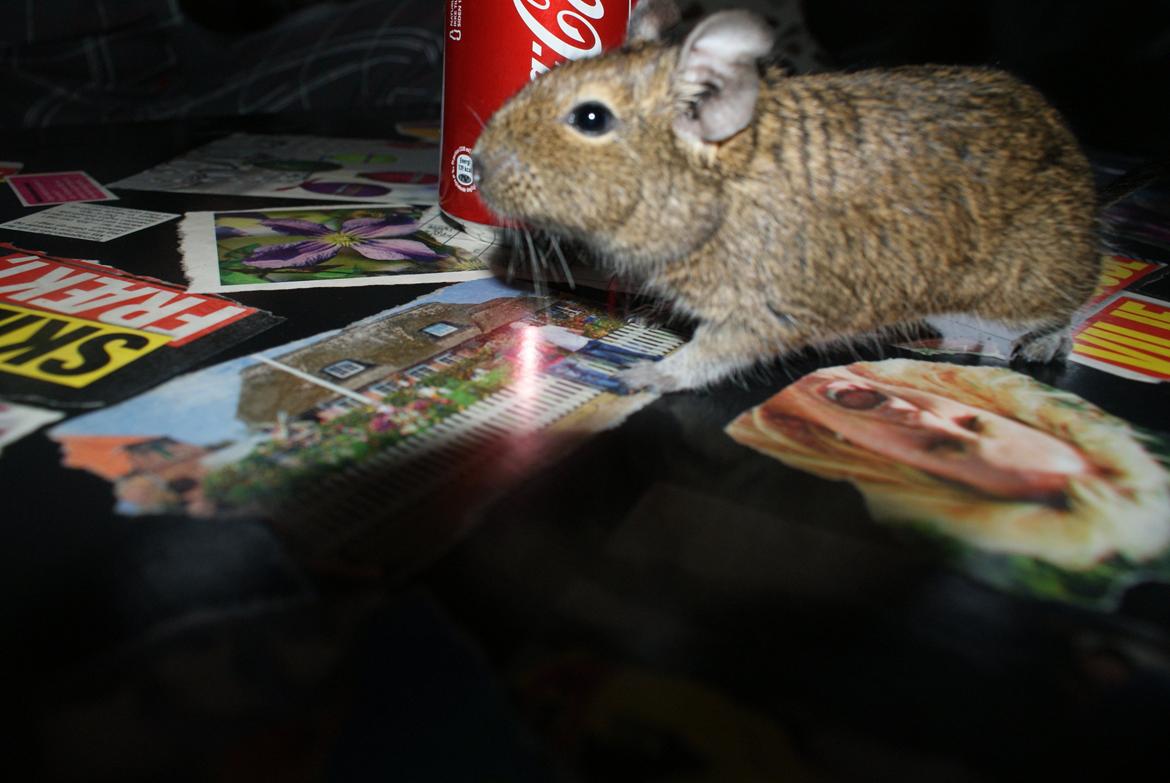 Degu frank billede 2