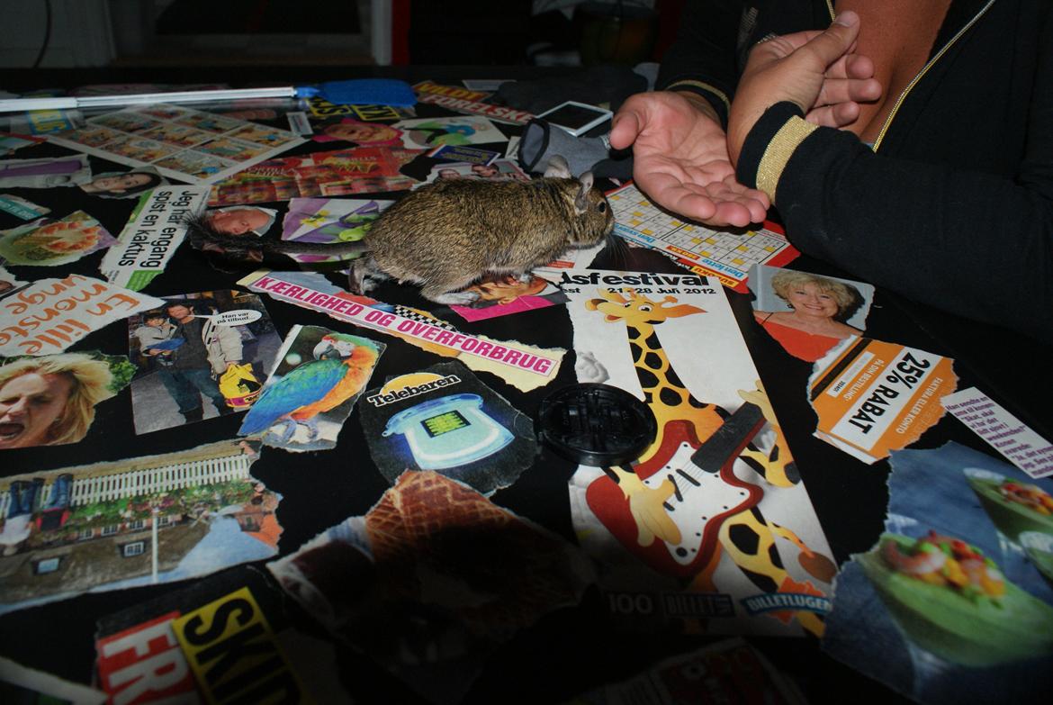 Degu frank billede 3