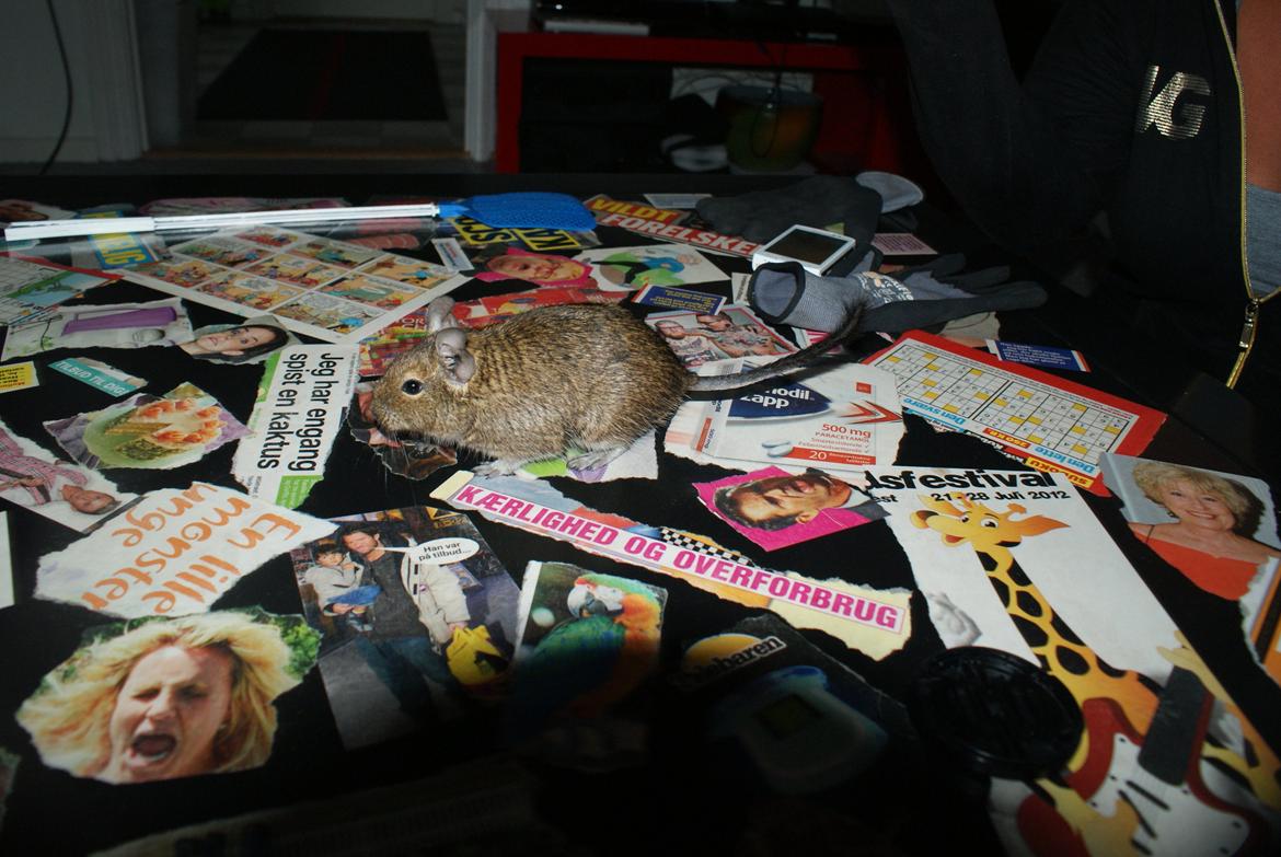 Degu frank billede 4