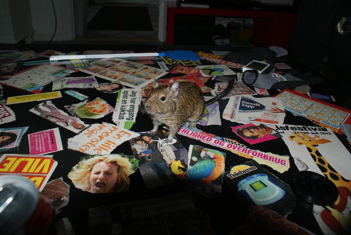 Degu frank billede 5