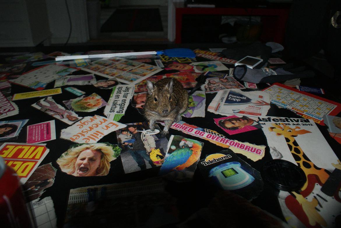 Degu frank billede 6
