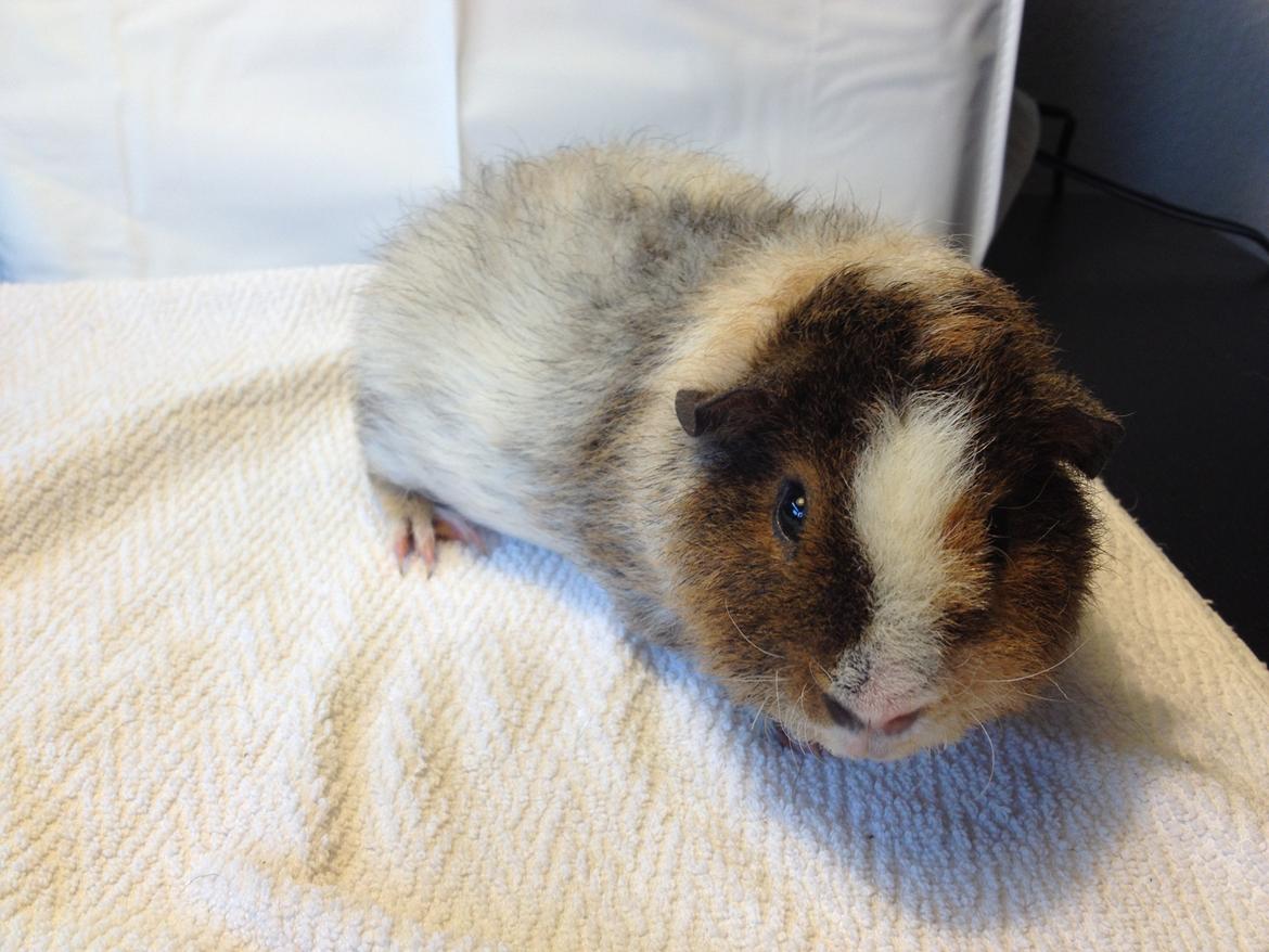 Marsvin Moto Moto billede 1