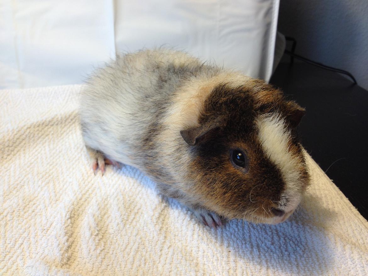 Marsvin Moto Moto billede 2