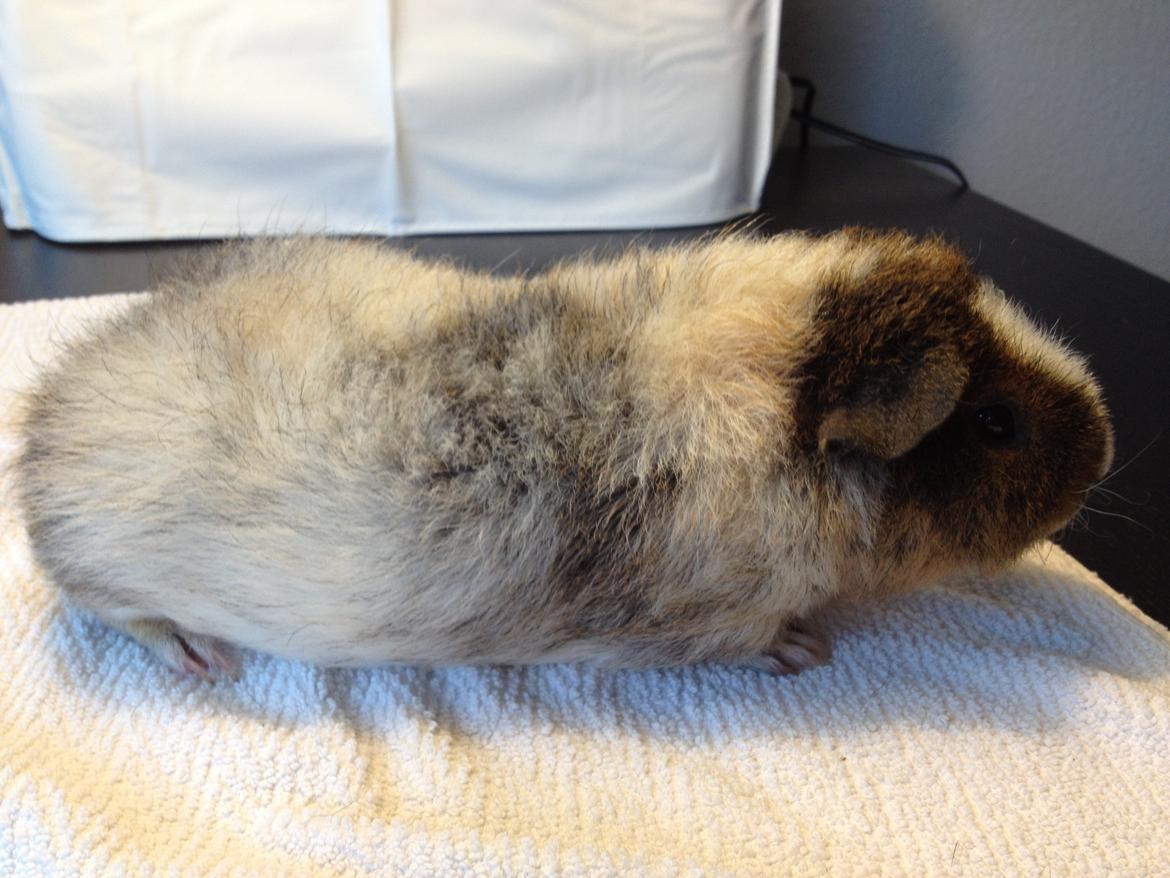 Marsvin Moto Moto billede 3