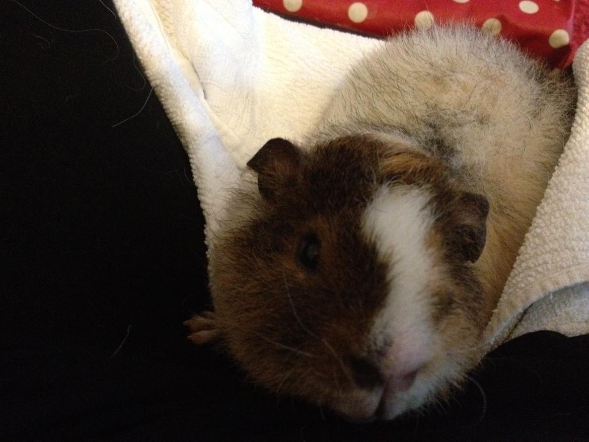 Marsvin Moto Moto billede 4