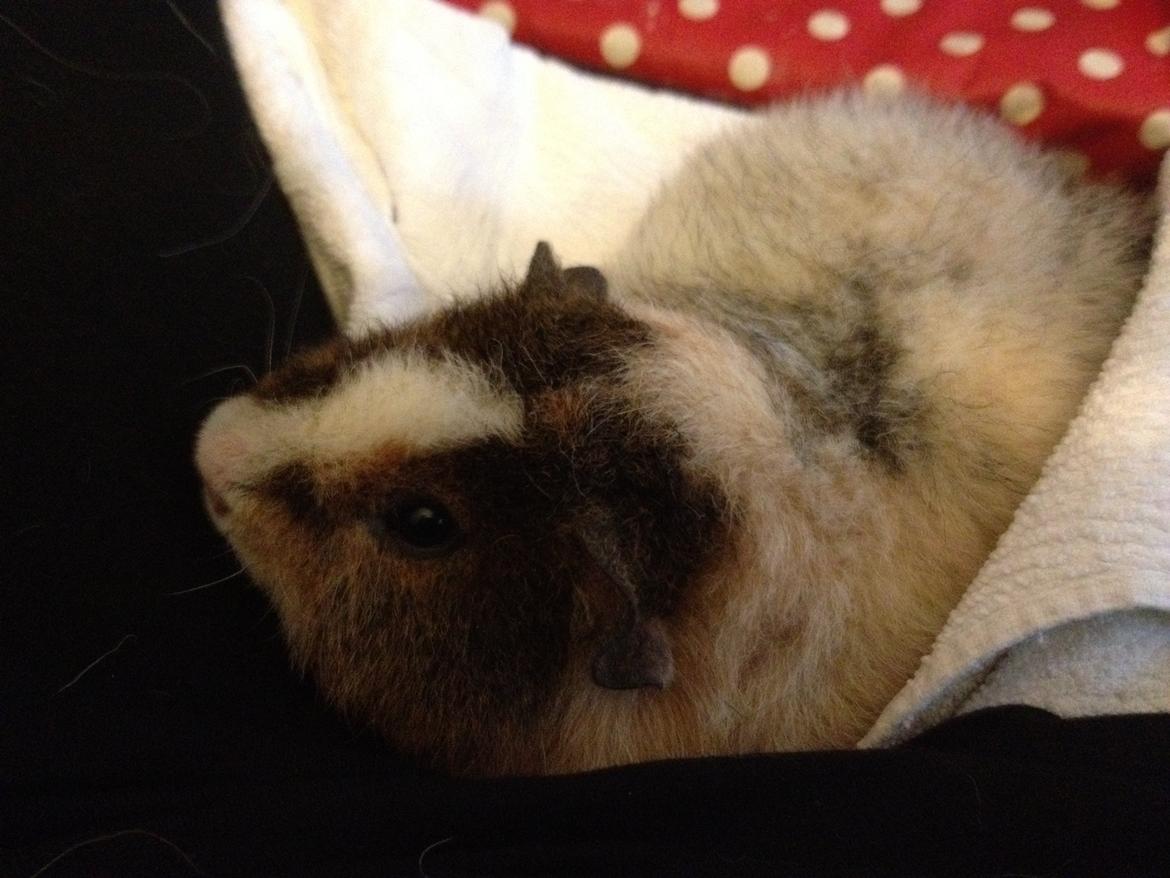 Marsvin Moto Moto billede 5