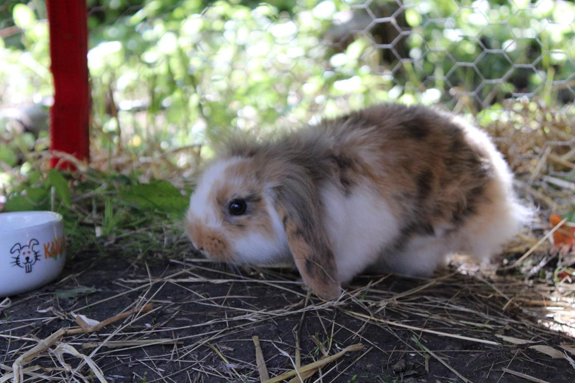 Kanin Elvira billede 1