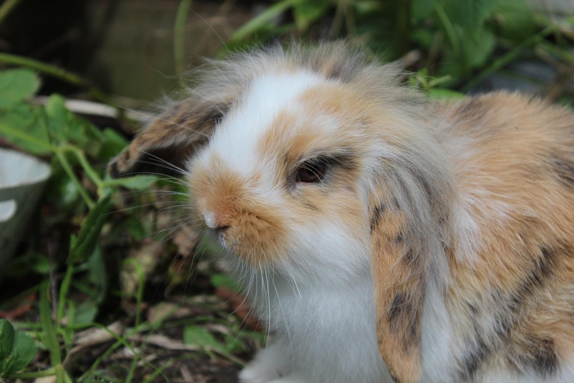 Kanin Elvira billede 2