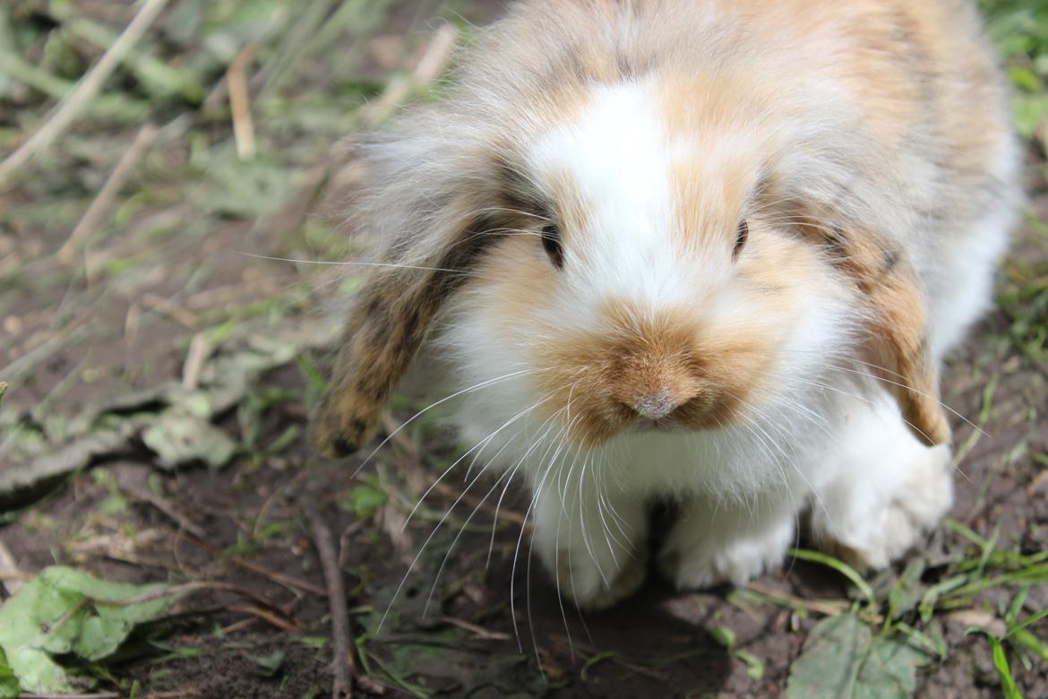 Kanin Elvira billede 3